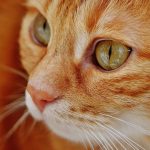 curiosità sui gatti