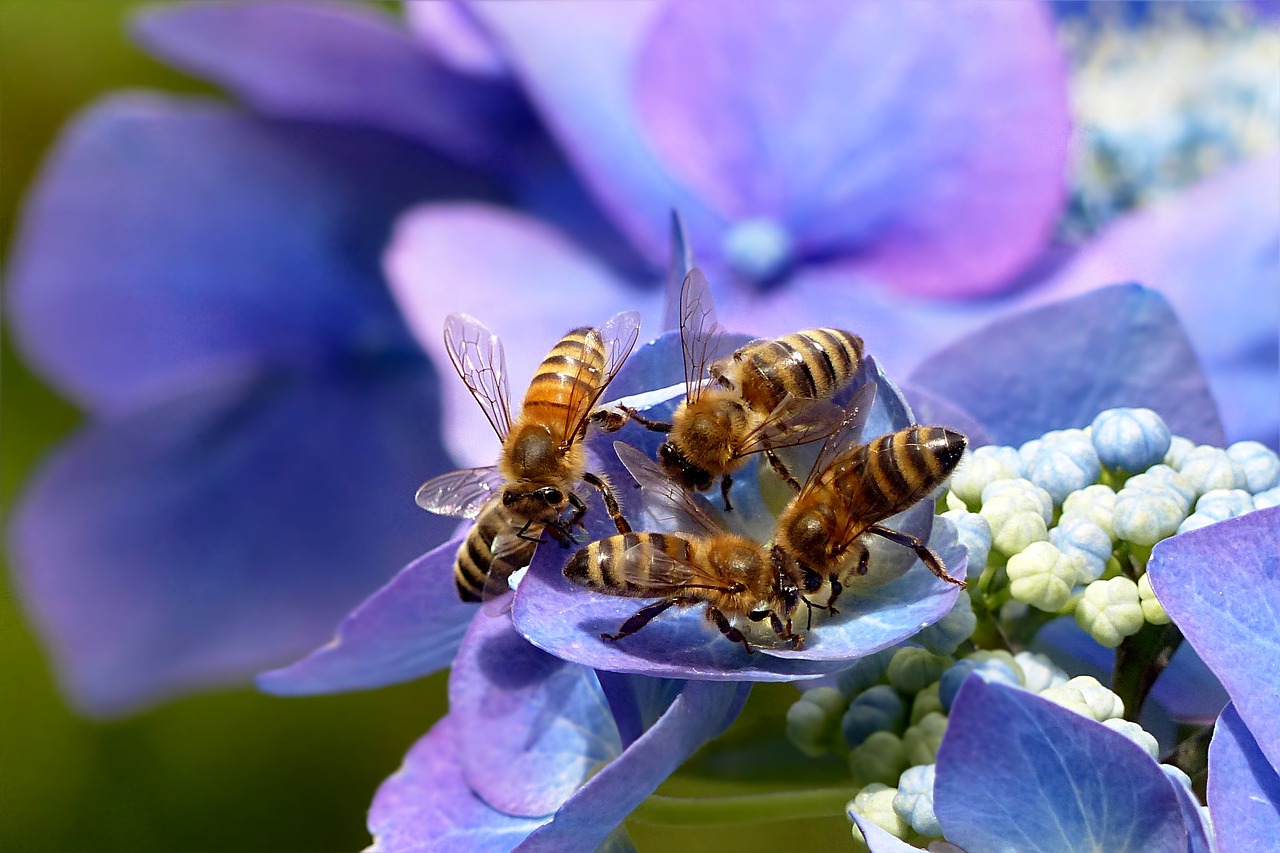importanza api ecosistema