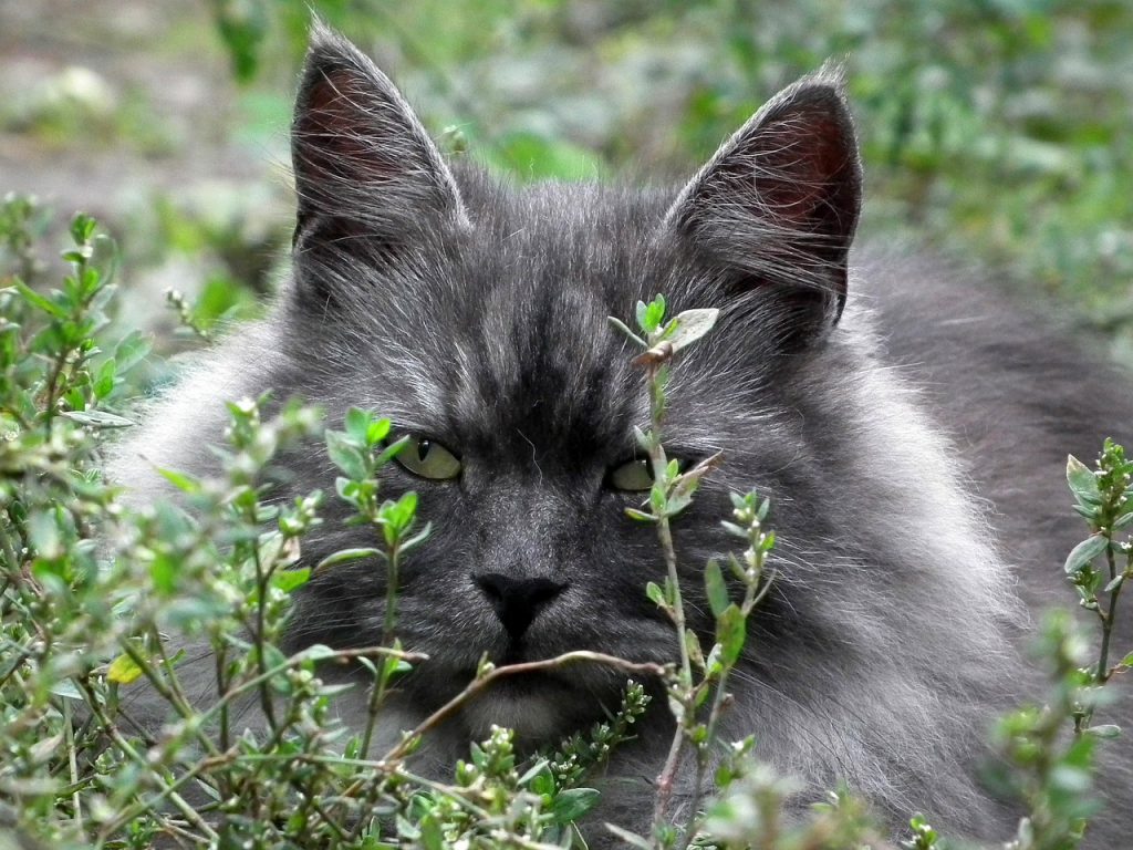 gatto siberiano