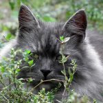 gatto siberiano
